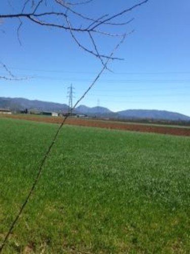 TERRENO AGRICOLO Ospitaletto