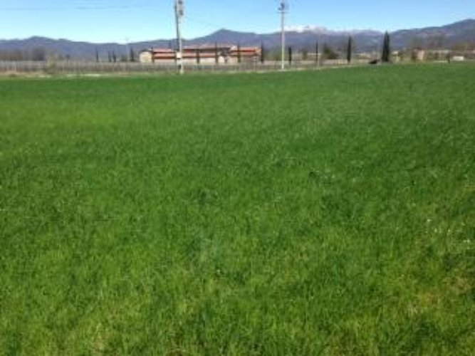 TERRENO AGRICOLO Ospitaletto