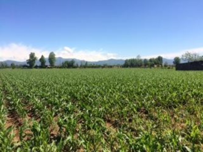 TERRENO AGRICOLO Cazzago san martino