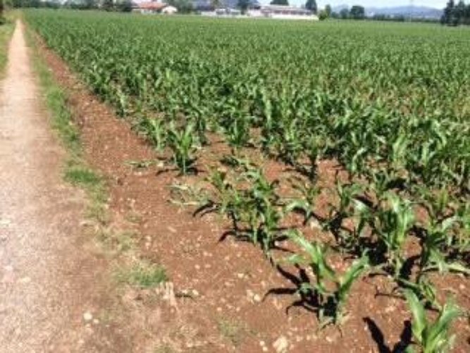 TERRENO AGRICOLO Cazzago san martino