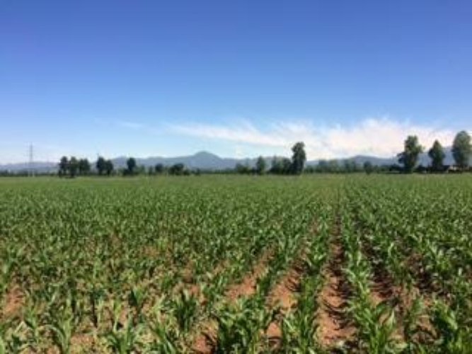 TERRENO AGRICOLO Cazzago san martino