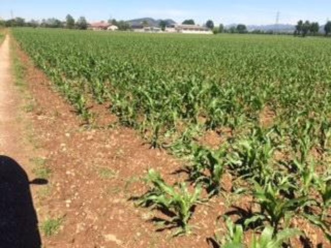 TERRENO AGRICOLO Cazzago san martino