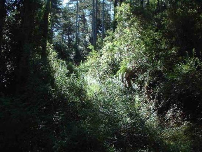 TERRENO AGRICOLO Cellatica