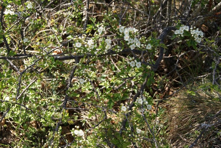 TERRENO AGRICOLO Cellatica
