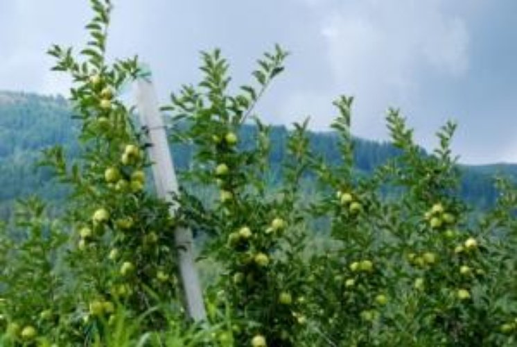 TERRENO AGRICOLO Passirano