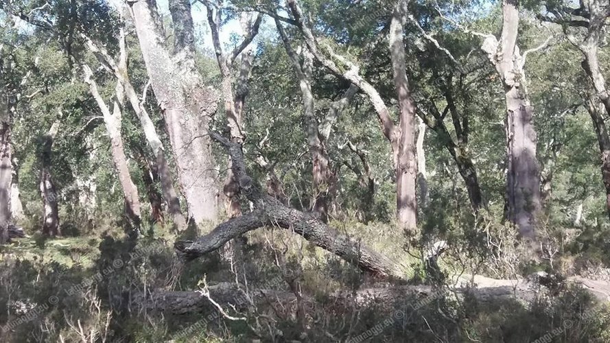 TERRENO AGRICOLO Cellatica