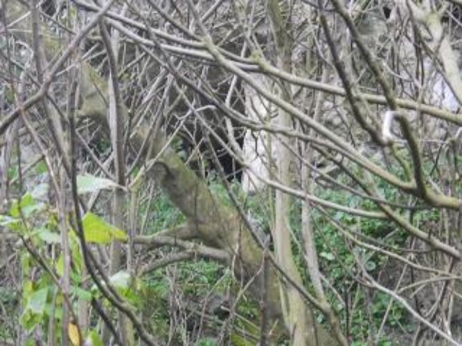 TERRENO AGRICOLO Cellatica