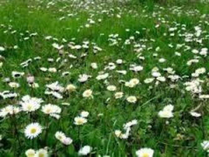 Terreno Commerciale Piacenza