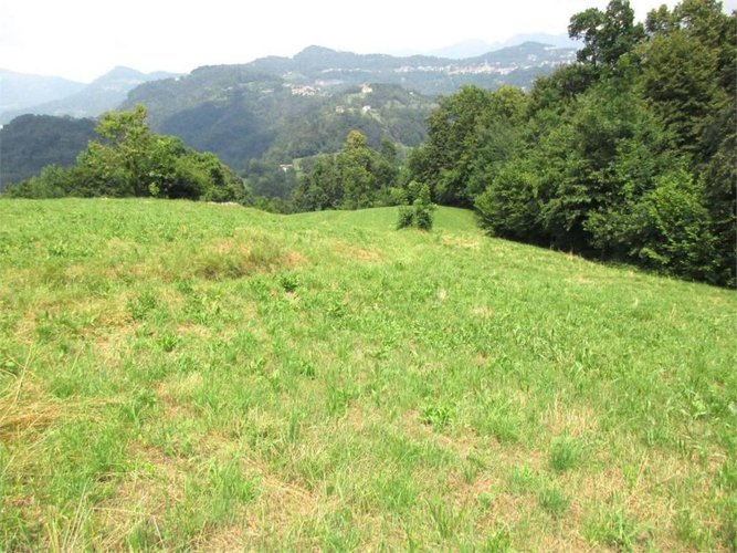 Terreno agricolo con rustico da ristrutturare Bedulita