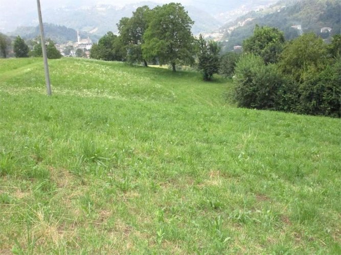 Terreno agricolo con rustico da ristrutturare Bedulita