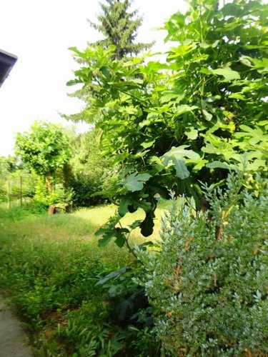 Casa indipendente Cremona