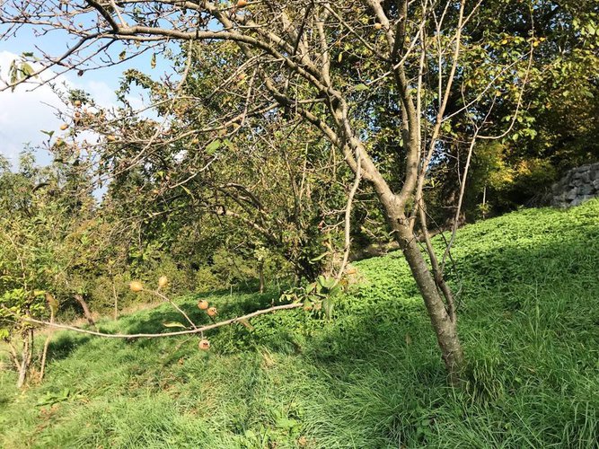 RUSTICO/BAITA/CASELLO CON 22.000 DI TERRENO San Pellegrino Terme