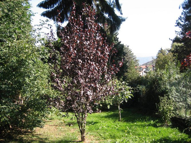 VILLA SINGOLA con 900 mq. di giardino Alzano Lombardo