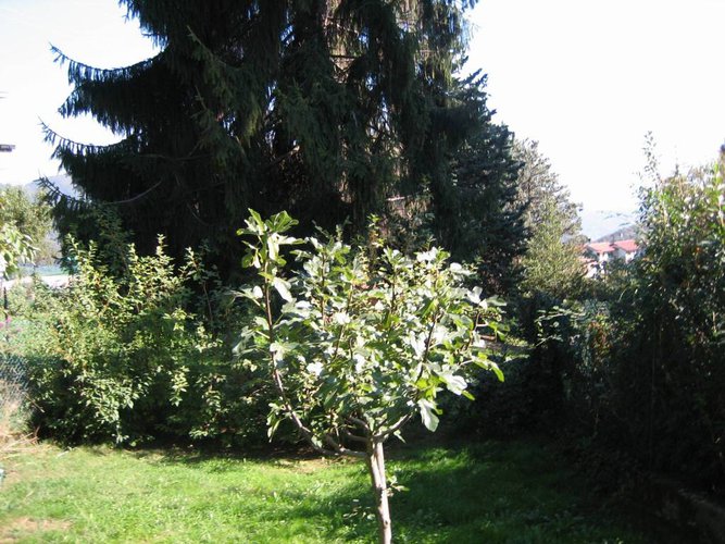 VILLA SINGOLA con 900 mq. di giardino Alzano Lombardo