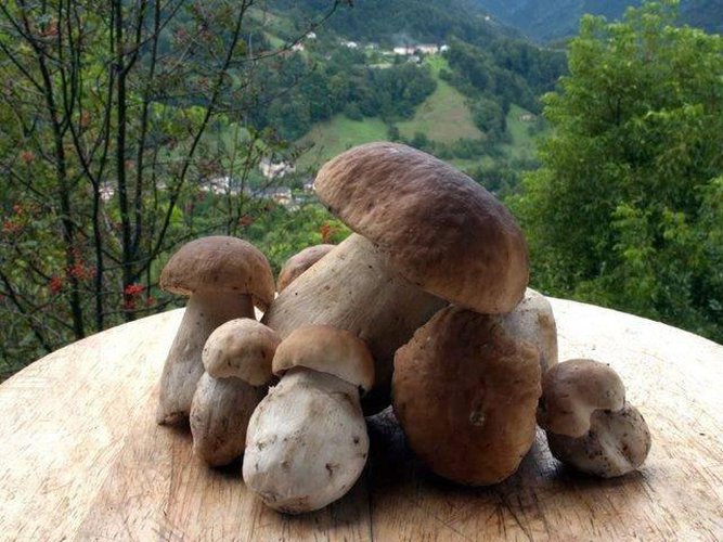 Alberghi - Hotels - Pensioni San Pellegrino Terme