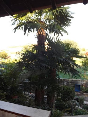 Villa su piano unico con ampio giardino Brusaporto