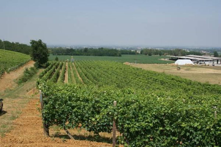 Terreno agricolo Carpaneto piacentino