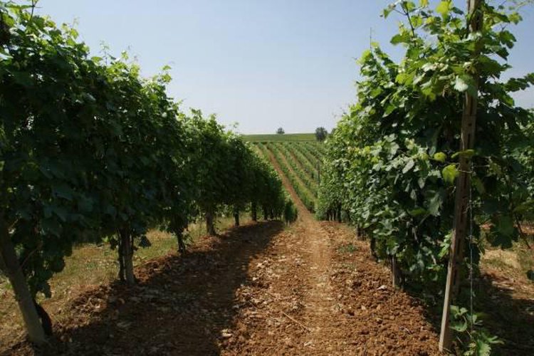 Terreno agricolo Carpaneto piacentino
