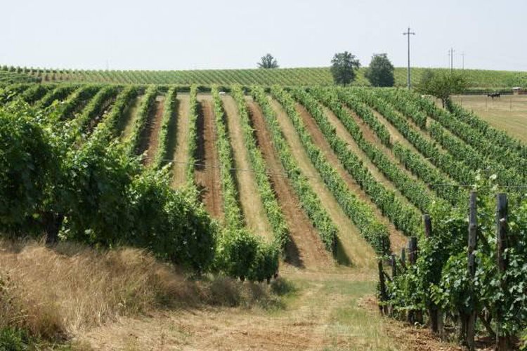 Terreno agricolo Carpaneto piacentino