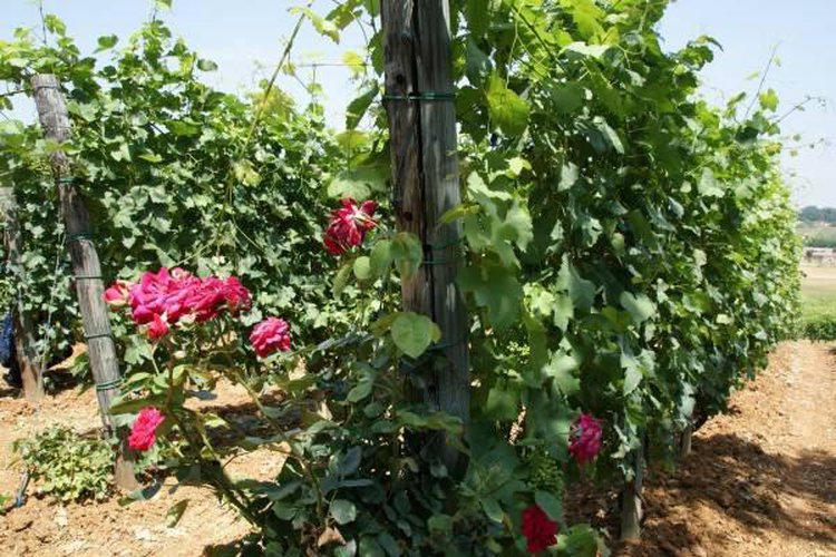 Terreno agricolo Carpaneto piacentino