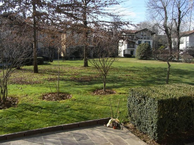 Brembate Sopra - Le betulle Brembate di Sopra