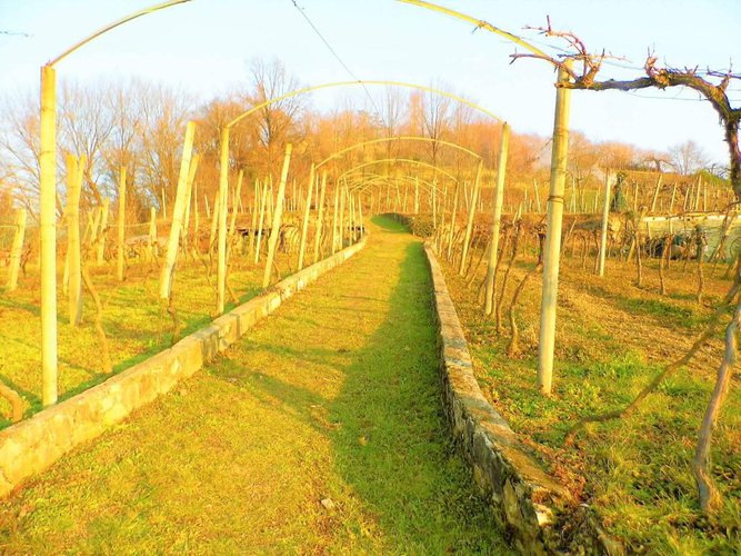 letteralmente in paese