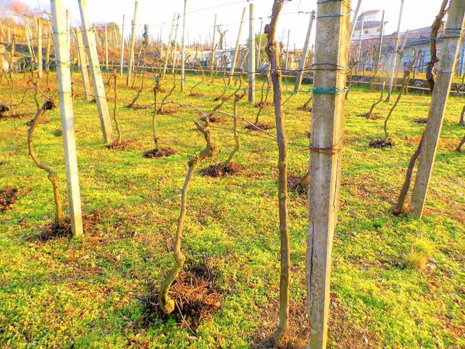 letteralmente in paese Carobbio degli Angeli