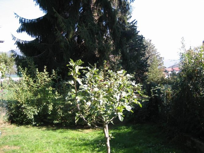 VILLA SINGOLA con 900 mq. di giardino Alzano Lombardo