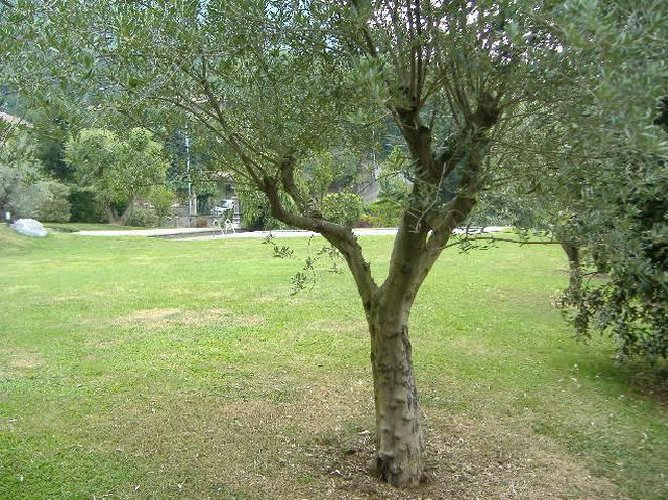 ALBINO COLLINA Albino