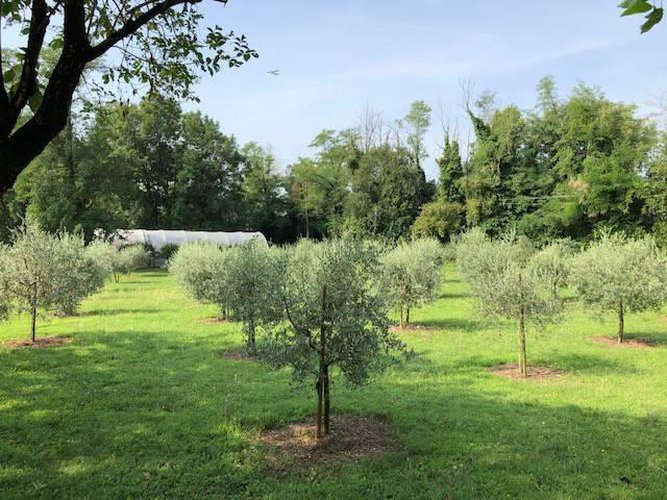 Terreno agricolo Seriate