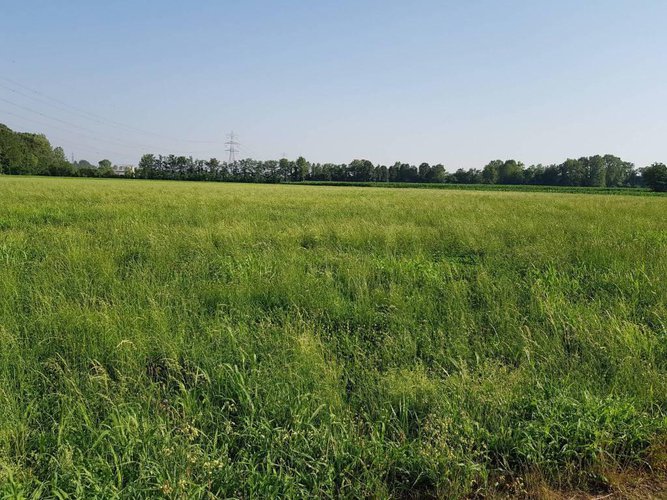 Tipico cascinale con terreno agricolo Fara Gera d'Adda