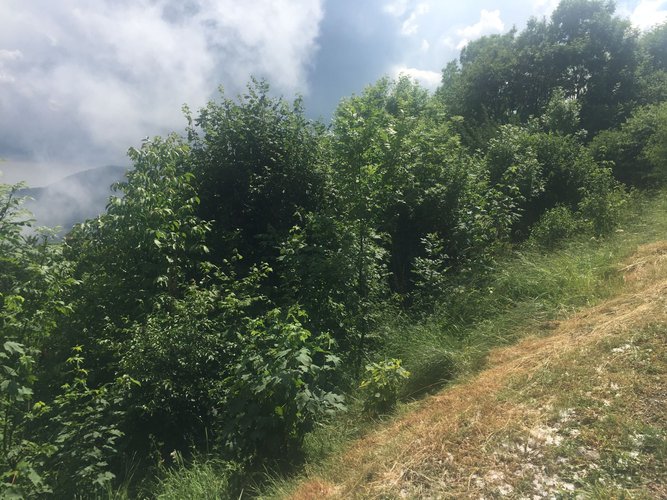 IMMERSO NEL VERDE! Taleggio