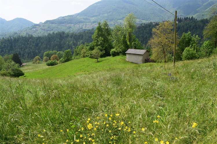 Taleggio, immerso nel verde, introvabile rustico indipendente con godibilissimo terreno a prato Taleggio