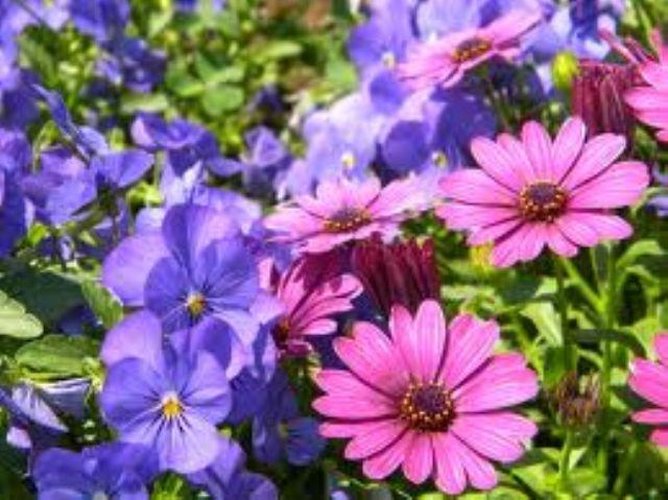 CENTRALISSIMO!! Roncobello