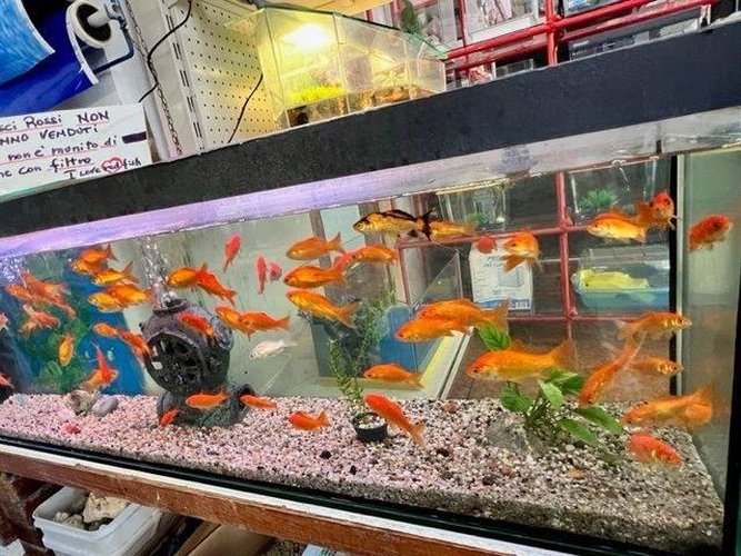 Locale Commerciale Merone