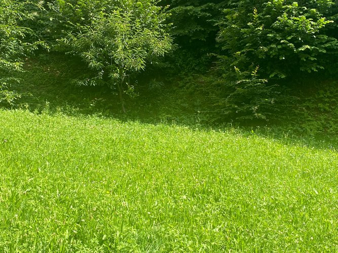 IMMERSO NEL VERDE! Piazzolo