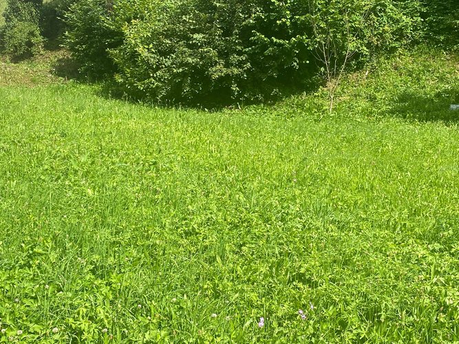 IMMERSO NEL VERDE! Piazzolo