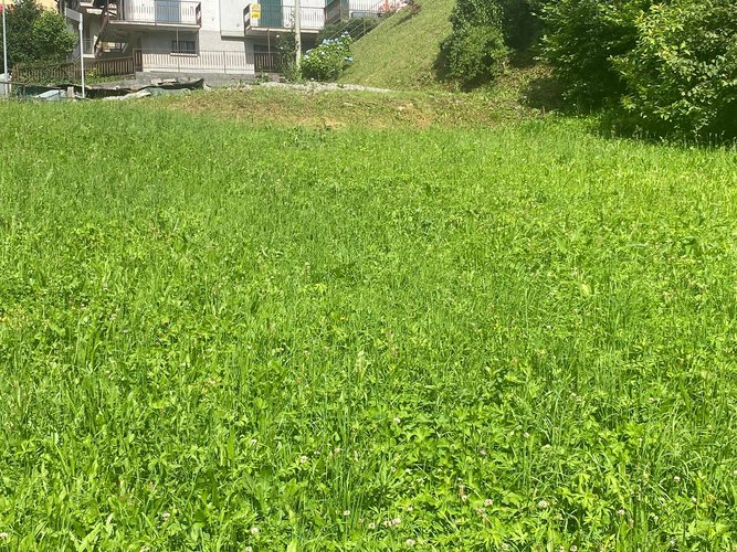 IMMERSO NEL VERDE! Piazzolo
