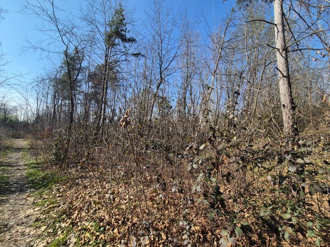 Semi-centrale -8/25 Mariano Comense