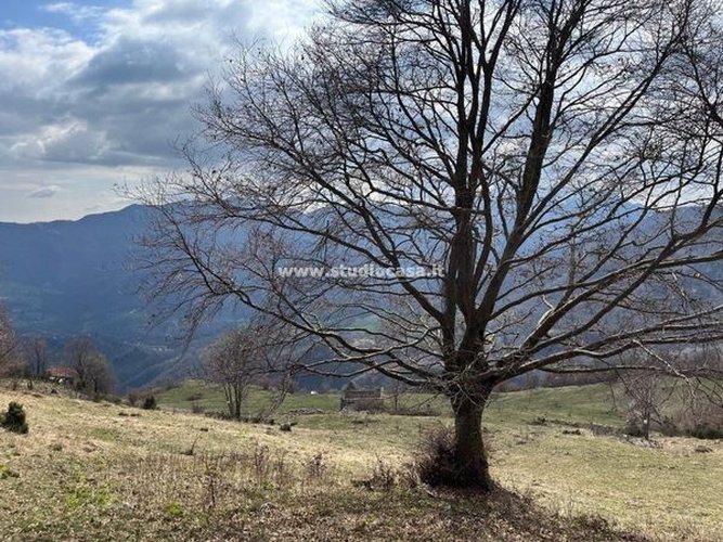 IMMERSO NELLA NATURA! Taleggio