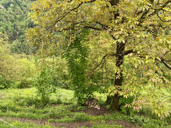IMMERSO NEL VERDE! San Giovanni Bianco