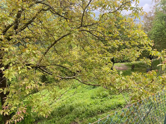 IMMERSO NEL VERDE! San Giovanni Bianco