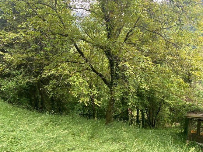 IMMERSO NEL VERDE! San Giovanni Bianco